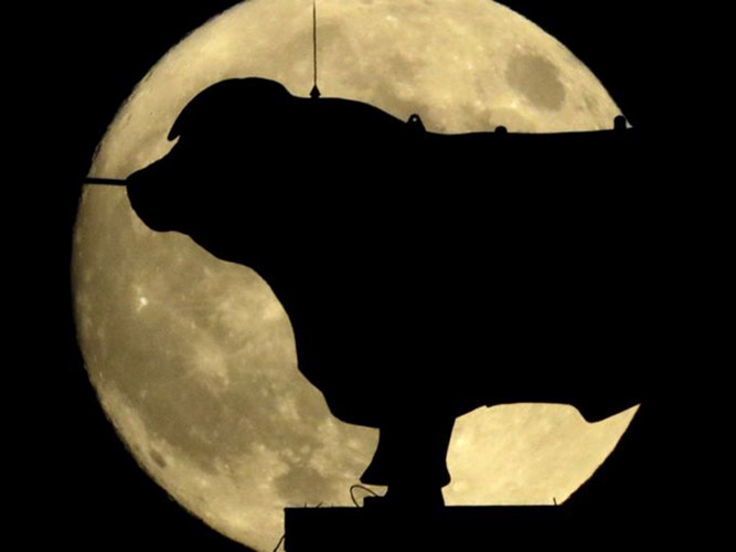 Biểu tượng con bò của Kansas lồng vào mặt trăng to. (ảnh: AP)