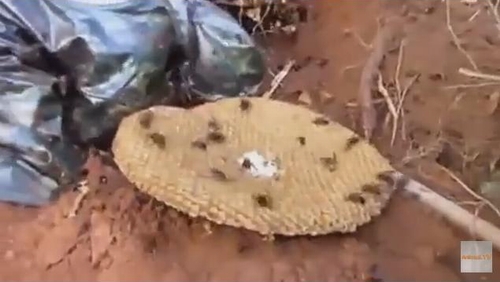 Ly kỳ chứng kiến cảnh bắt tổ ong đất khổng lồ nhất thế giới