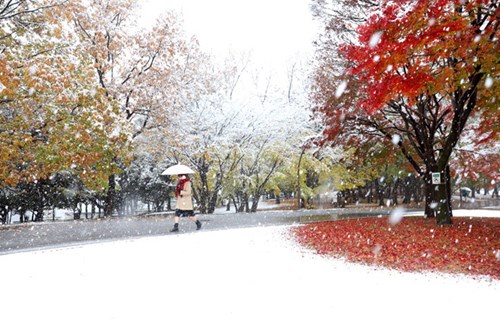 Tokyo lần đầu có tuyết tháng 11 trong hơn nửa thế kỷ ảnh 3 Màu tuyết trắng xóa đối lập với màu đỏ rực của cây lá trong công viên Hikarigaoka ở quận Nerima, Tokyo. Ngoài thủ đô, Yokohama, thủ phủ tỉnh Kanagawa và Kofu, thủ phủ tỉnh Yamanashi cũng lần đầu có tuyết rơi vào tháng 11 sau hơn nửa thế kỷ. Ảnh: Asahi Shimbun
