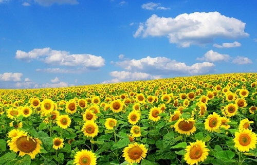 Trải nghiệm tuyệt vời: Ngắm &quot;hoa mặt trời&quot; ở Nghệ An