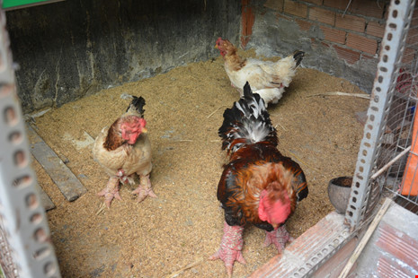 Thay vì phải ra các tỉnh phía Bắc thì hiện nay nhiều trang trại ở Đồng Nai, Bình Dương đã nuôi rất nhiều gà Đông Tảo.