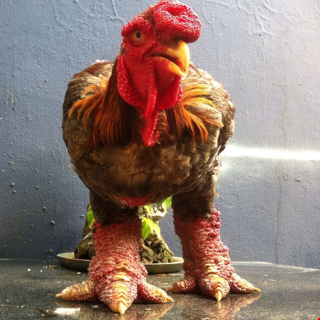  Giá gà Đông Tảo loại biếu 1-2 triệu đồng/kg, tính ra mỗi con gà có giá 5-10 triệu đồng (gà Đông Tảo trưởng thành có trọng lượng khoảng 5 kg).