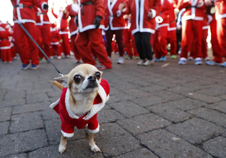 Chó cũng mặc trang phục ông già Noel tham gia chạy từ thiện ở Santa ở Loughborough, Anh, vào ngày 4.12.