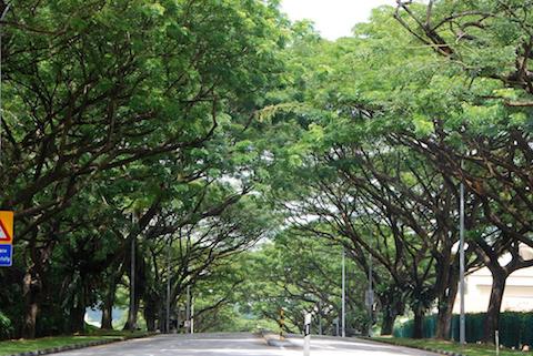 cây xanh singapore