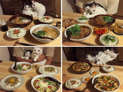 10 bức ảnh mèo 'thống trị' Twitter năm 2016