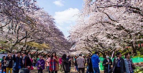 Mùa hoa anh đào nở ở Nhật Bản vào tháng 3, tháng 4. Đây cũng là thời điểm hấp dẫn nhất để đi du lịch ở đây. Anh: internet