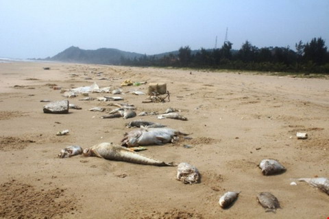 Bồi thường ô nhiễm biển miền Trung: Đợt I phải xong trước Tết