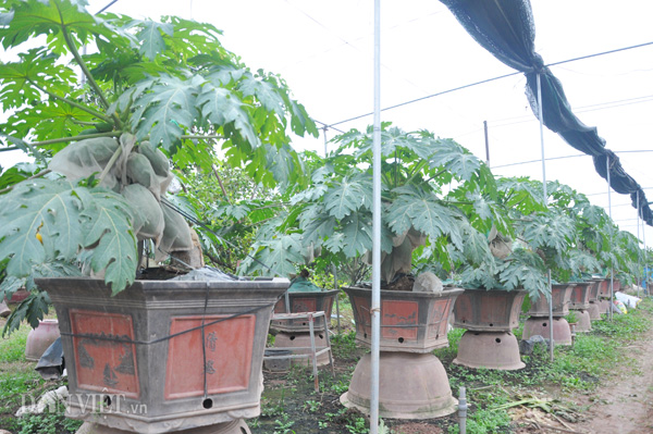 Vườn đu đủ bonsai hơn 30 chậu của ông Thanh ở huyện Văn Giang (Hưng Yên) mỗi cây có giá từ 1 triệu đến 4,5 triệu đồng.