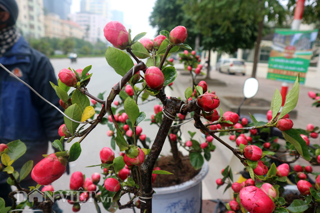 Hải đường bonsai mini: Dáng thế cầu kỳ, những cây hải đường mini đẹp rực rỡ xuống phố với giá từ 300-600.000 đồng/ cây.