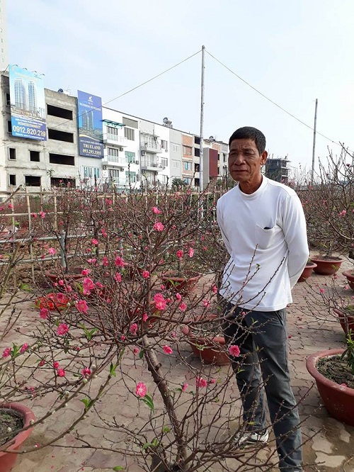 Tuy nhiên, theo những người dân trồng đào ở Phú Thượng, những cây đào kể cả đã nở bung vẫn ra hoa liên tiếp trong 1 tháng, vì vậy, đến Tết người Hà Nội vẫn sẽ có đào đẹp để mua.
