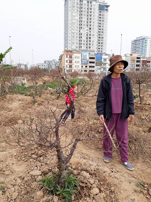 Bà Lương, một nông dân trồng đào mấy đời tại Phú Thượng cho biết, đào không hề nở quá nhiều như nhiều người đang nói.  Đúng là có nhiều vườn đào đã nở. Nhưng với những gia đình đã có kinh nghiệm trồng đào lâu năm, họ nhìn trăng đã biết trước được thời tiết nên sẽ hãm được đào nở vào đúng dịp.