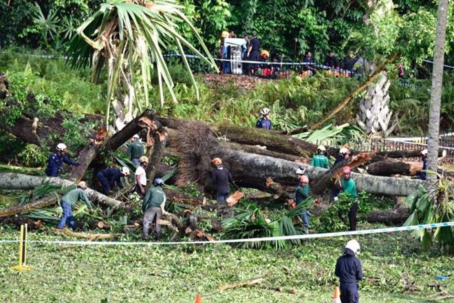 Hiện trường cây bị đổ. (Nguồn: Straitstimes)