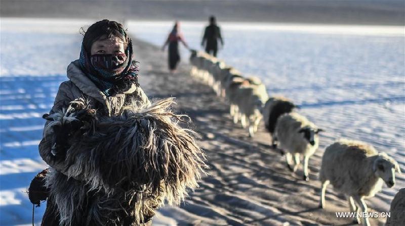 Sau khi ăn Tết Losar (khoảng tháng 2 hàng năm), người dân làng Dowa lại lùa đàn cừu ra hai hòn đảo nằm giữa hồ Puma Yumco để chăn thả.