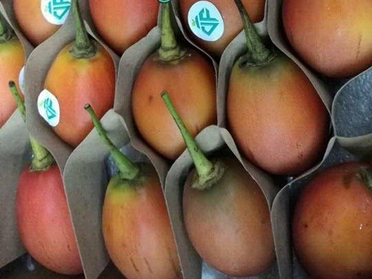 Giới nhà giàu đổ xô đi mua cà chua lạ giá 1 triệu đồng/kg