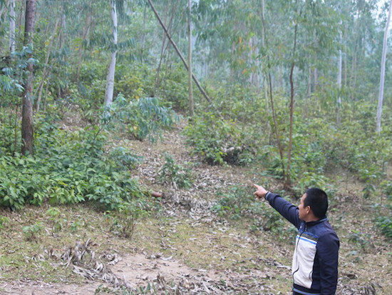 Làm rõ thông tin chặt rừng phòng hộ ở Vĩnh Phúc