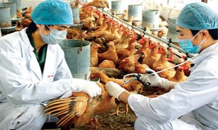 Cúm gia cầm H7N9 có nguy cơ xâm nhập Việt Nam