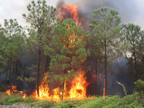 Cháy rừng phòng hộ tại Hạ Long
