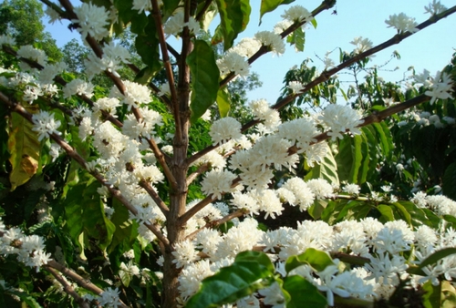 Nếu Tây Bắc có hoa ban trắng được lấy làm biểu tượng thì Tây Nguyên có hoa cà phê, loài cây đặc sản nổi tiếng với những sản phẩm Abarica và Robusta có mặt ở nhiều nơi trên thế giới. Nhiều du khách tìm đến mảnh đất này việc đầu tiên là khám phá cây cà phê. Và tuyệt vời hơn khi đến Tây Nguyên mùa xuân du khách không chỉ được trực tiếp “mục sở thị” cây cà phê mà còn được ngắm cây ra hoa, đây cũng là mùa hoa cà phê nở trắng khắp núi đồi, du khách mải mê men theo lối mòn tận hưởng vẻ đẹp tinh khiết của loài hoa đặc sản này. Dường như thiên nhiên ưu đãi ban tặng cho mỗi vùng miền một nét đẹp đặc trưng riêng, để rồi tạo nên một bức tranh tuyệt mỹ.