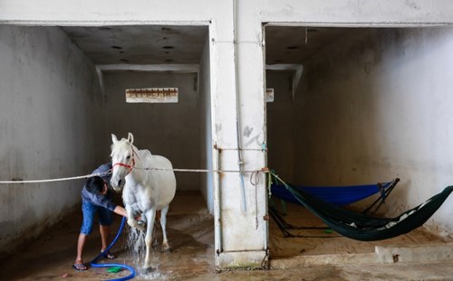 Anh Hồ Tấn Lộc tắm cho một con ngựa cái có tên Ngọc Anh. 