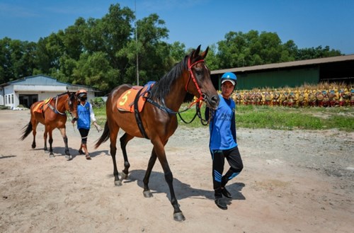 Ngựa đua được dẫn từ chuồng ra sân tập cách đó hơn cây số.