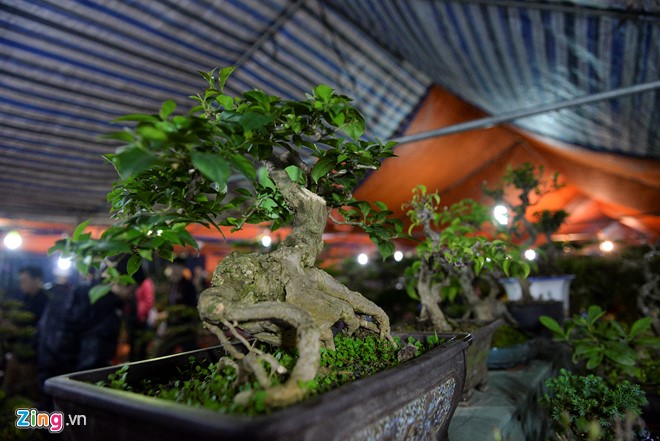 Cây hoa giấy bonsai được rao bán với giá 2,5 triệu đồng. “Loại cây này chỉ cửa hàng chúng tôi mới có”, anh Mạnh, một người bán hàng lâu năm tại chợ Viềng khẳng định.