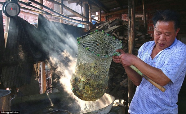 Không tốn thời gian và tiền bạc, nên người dân ở đây xem cách này là phương thức tiêu huỷ vịt đực hữu hiệu nhất.  Thay vì chôn sống theo cách truyền thống, họ đã chọn luộc vịt vì đây được xem là cách làm “kinh tế” nhất, vừa không tốn thời gian lại có thể tiếp tục tiêu thụ vịt chết và thu hồi một phần vốn.