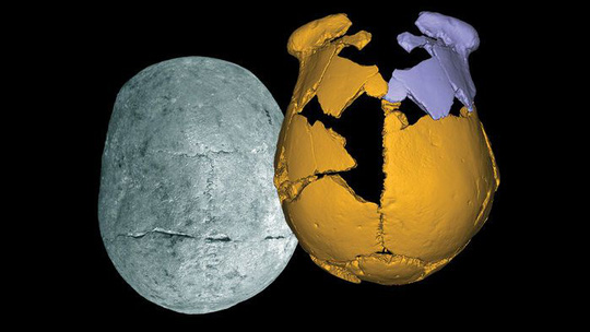Những mảnh xương sọ hóa thạch (vàng) của các hộp sọ được tìm thấy ở Trung Quốc đã được lắp ghép lại và tái tạo bằng hình ảnh đối xứng (phần màu tím) để các chuyên gia nghiên cứu. Ảnh: AAAS