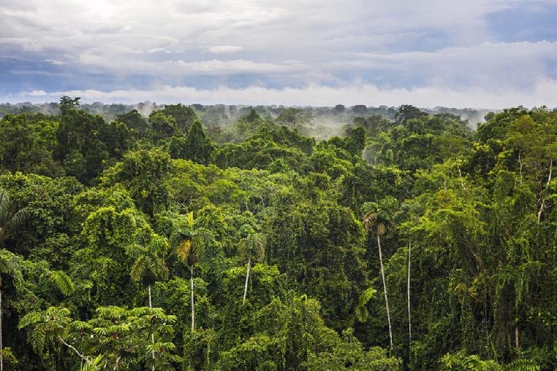 Rừng Amazon: Đây là hệ sinh thái quan trọng nhất trên trái đất. Khu rừng khổng lồ này có 10% tổng số loài sinh vật trên thế giới, cung cấp 20% lượng oxy và tích trữ 1/5 lượng nước ngọt của trái đất. Khoảng 25% nguyên liệu dùng cho dược phẩm được tìm thấy ở đây. Con người biết về đáy đại dương còn nhiều hơn về rừng Amazon. Hiện nay, nhiều khu vực của rừng vẫn còn chưa được con người khám phá.