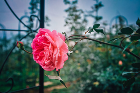 Chiêm ngưỡng vườn hoa hồng 'cổ' gần 5 tỷ ngay tại Hà Nội