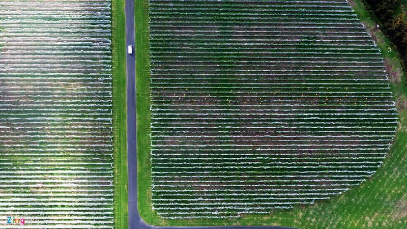 Auckland còn có nhiều cánh đồng trồng nho phục vụ ngành sản xuất rượu vang. Mỗi thửa ruộng rộng từ 2-5 ha. Trong ảnh, làng nho Villa Maria, một trong những nơi thu hút khách du lịch của New Zealand.