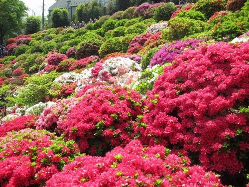 100 loài hoa đỗ quyên cùng khoe sắc rực rỡ tại Nhật Bản
