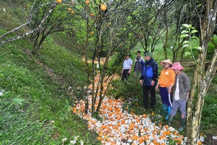 Mưa lớn ở Hà Giang, hàng trăm tấn cam bị rụng