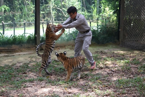 Hai trong bốn chú hổ con Bengal “thế hệ F1” đang chơi đùa cùng chuyên viên chăm sóc