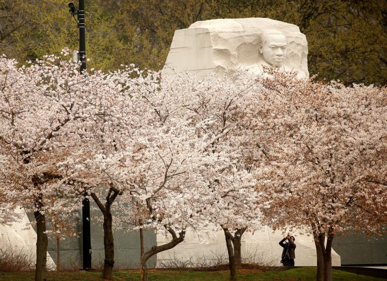 Hoa anh đào nở ở khu vực tưởng niệm Martin Luther King Jr. REUTERS / Kevin Lamarque