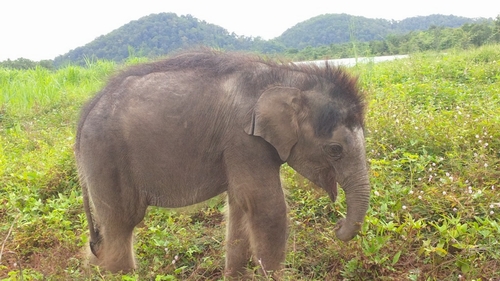 Thích thú ngắm nhìn chú voi con vui đùa tại trung tâm bảo tồn Đắk Lắk
