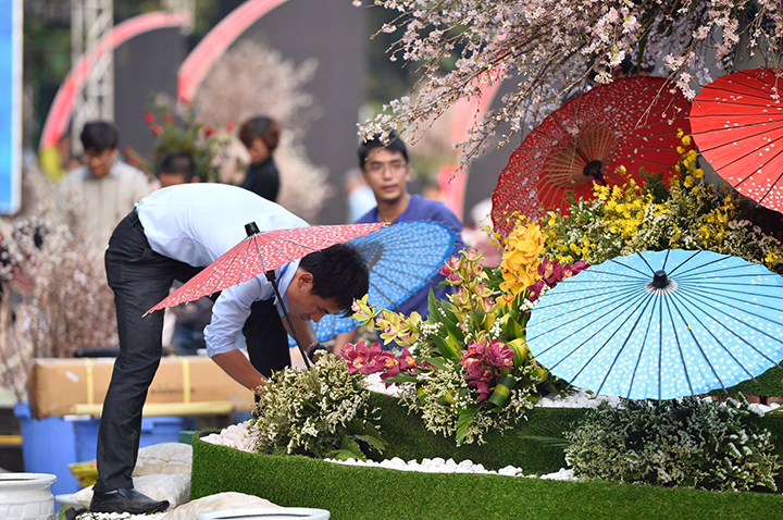 Trong 2 ngày vừa qua, gần 200 cây và cành hoa anh đào thật đã được chuyển đến đây để các nghệ nhân Nhật Bản và Việt Nam trang trí, tạo hình.