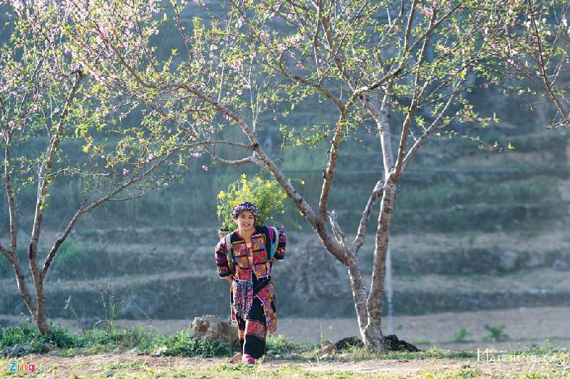 Thiếu nữ người dân tộc Lô Lô gùi hoa dưới hàng cây đào gần quốc lộ.