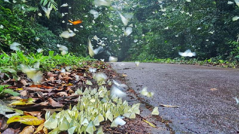 Bướm rừng lộng lẫy ở Vườn quốc gia Cúc Phương