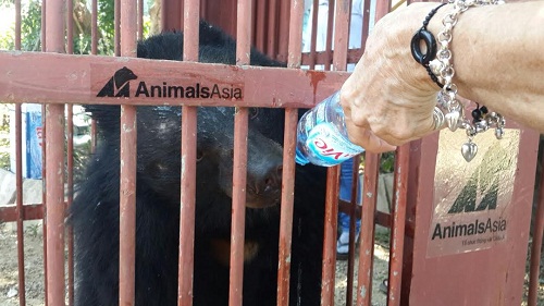 Cứu hộ hai cá thể gấu tại An Khê, Gia Lai