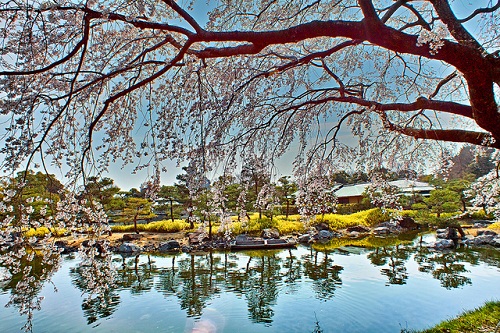 3. Vườn Shirotori: Đây là khu vườn nằm trong công viên Shirotori ở quận Atsuta, thành phố Nagoya được xây dựng đúng chất vườn Nhật Bản với những con đường bao quanh là hồ nước. khu vườn tái hiện khung cảnh thiên nhiên hùng vĩ với ngọn núi nhân tạo Ontoke, các con sông nhân tạo đại diện cho sông Kiso và hồ tương trưng cho vịnh Ise Bay. Đến đây vào mùa xuân du khách còn có thể vừa thưởng thức trà đạo vừa ngắm hoa anh đào.