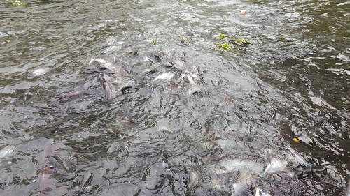 Du khách có thể thả bánh mỳ cho cá ăn tại bất cứ điểm nào trên dòng sông Chao Phraya, tuy nhiên, các chủ tàu thường đưa du khách đến sát chùa Xá Lọi (Wat Yannawa), dừng lại để du khách cho cá ăn.
