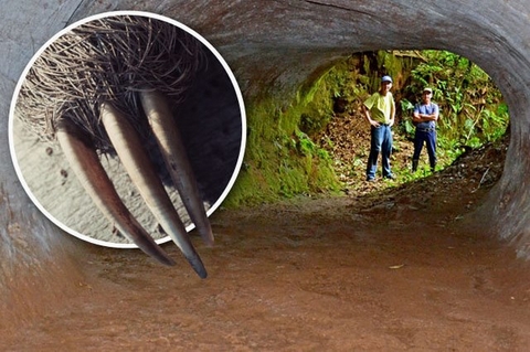 Phát hiện hang động khổng lồ do quái vật bí ẩn đào