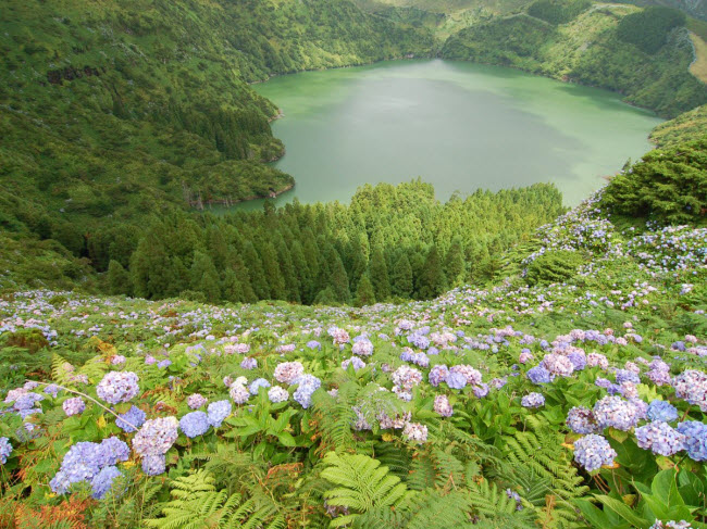 Đảo Flores ở ngoài khơi Bồ Đào Nha được đặt tên từ những loài hoa dại tuyệt đẹp mọc trên đảo. Nó cũng có dòng suối nước nóng tự nhiên và nhiều hồ lớn để du khách bơi lặn thư giãn.