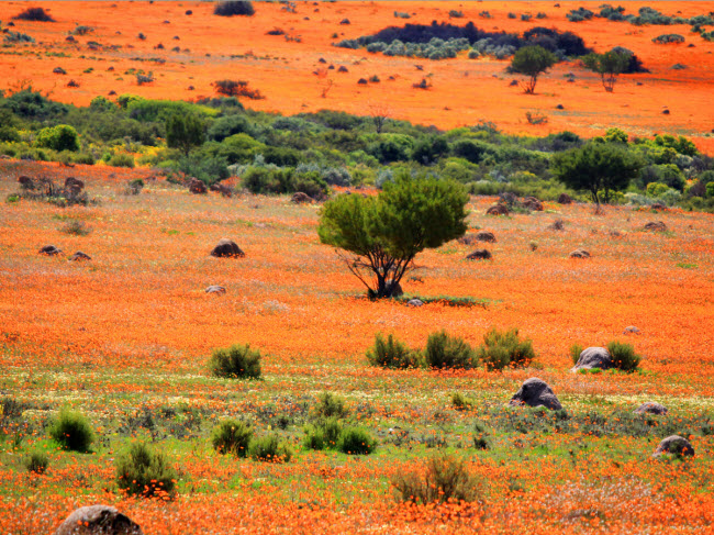 Vùng hoang mạc Namaqualand kéo dài gần 1.000 km trên lãnh thổ Namibia và Nam Phi. Vào mùa xuân hằng năm, khu vực này bỗng trở nên đầy sức sống với màu cam và trắng của hoa cúc dại.