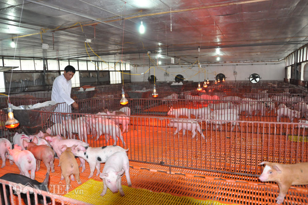 Ông Nguyễn Trọng Long kiểm tra sức khỏe đàn lợn giống tại trang trại của gia đình ở huyện Thanh Oai (Hà Nội).