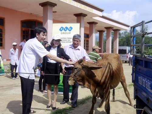 Tập đoàn FLC trao bê giống cho 6 huyện thuộc tỉnh Bình Định