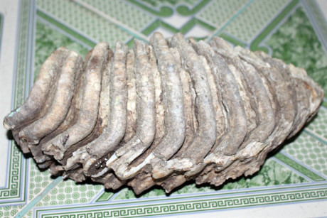 Phát hiện bộ xương hóa thạch kỳ lạ ở Phú Yên