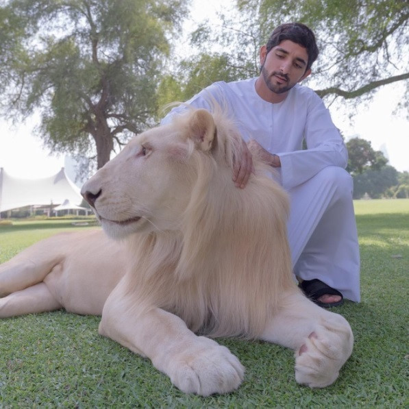Đến sư tử. Ảnh: Faz3/Instagram.