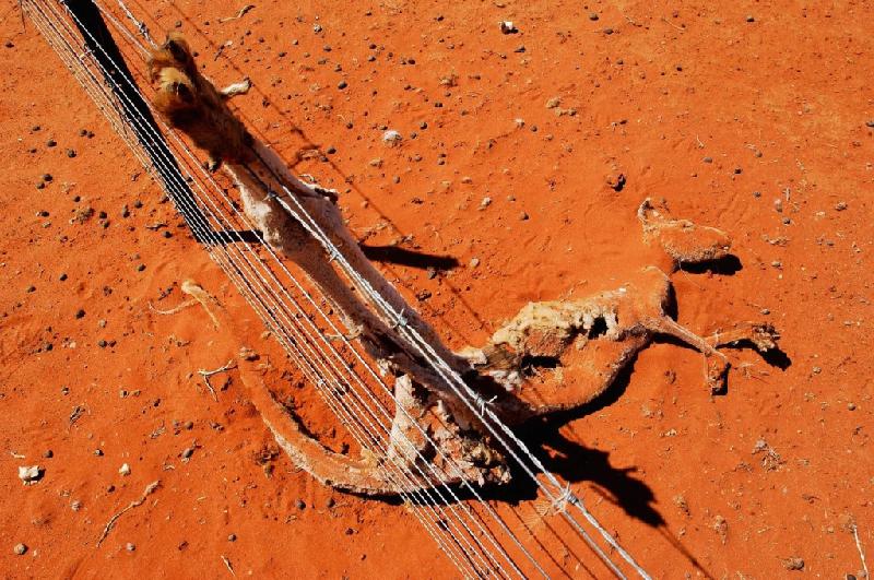 Wilcannia, Australia: Nhiều con chuột túi và đà điểu sa mạc đã chết trong cơn hạn hán ở vùng trung tâm Australia.