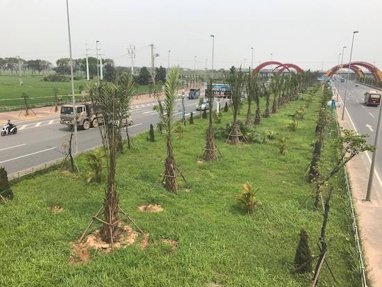 Hà Nội trồng 3 tầng cây thay thế 1300 cây bị giải tỏa